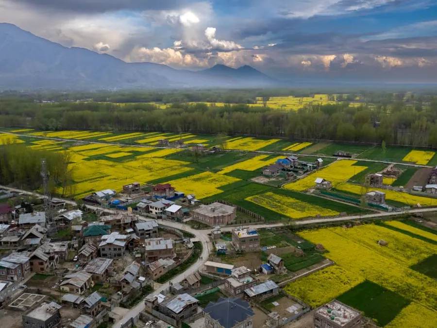 Aerial view of yellow mustard fields and a village in the Kashmir valley
