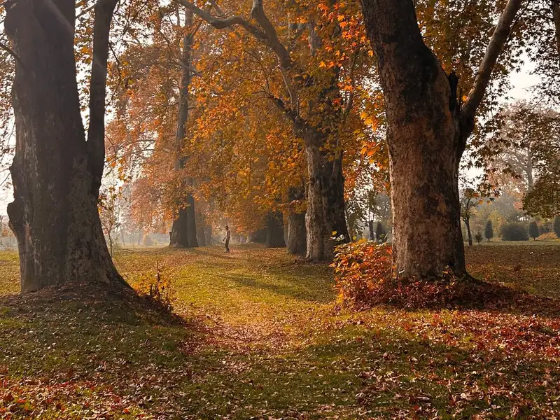 Chinar trees with autumn leaves in Kashmir