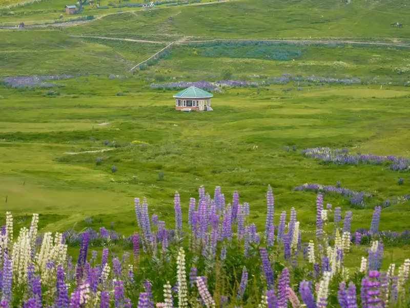 Lupin flowers in front of a meadow and pine forest in Kashmir
