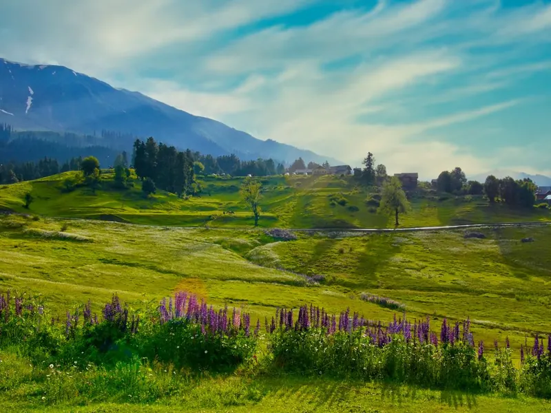 Purple lupins in a green meadow in Kashmir