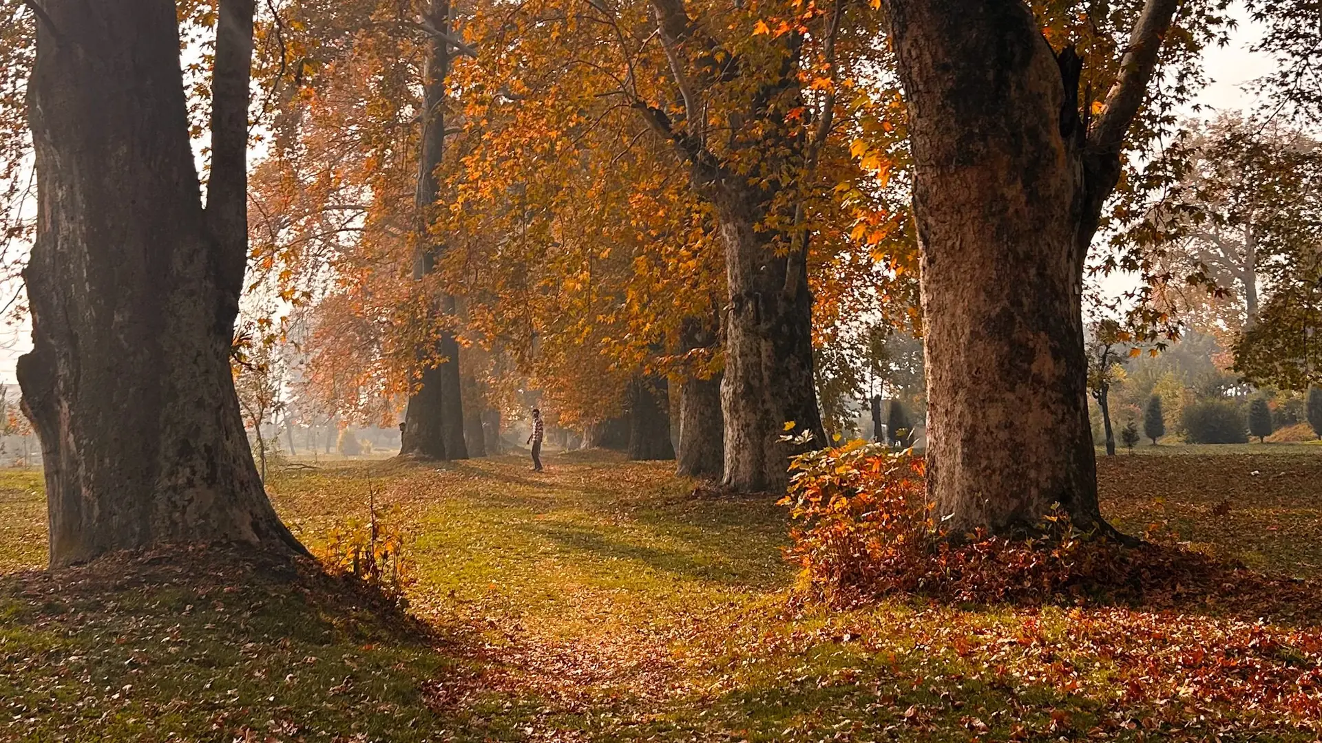 Chinar trees with autumn leaves in Kashmir