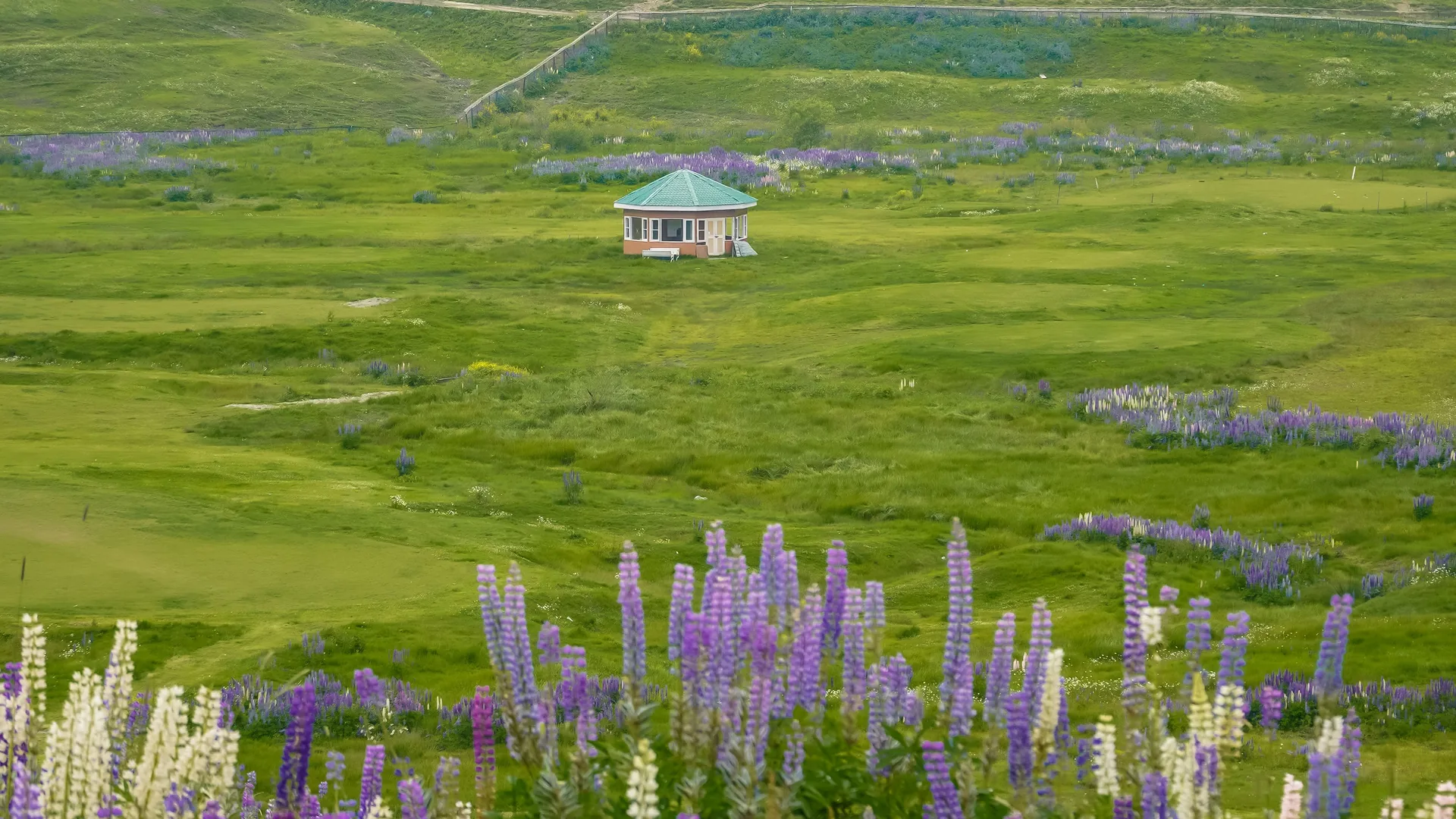 Lupin flowers in front of a meadow and pine forest in Kashmir