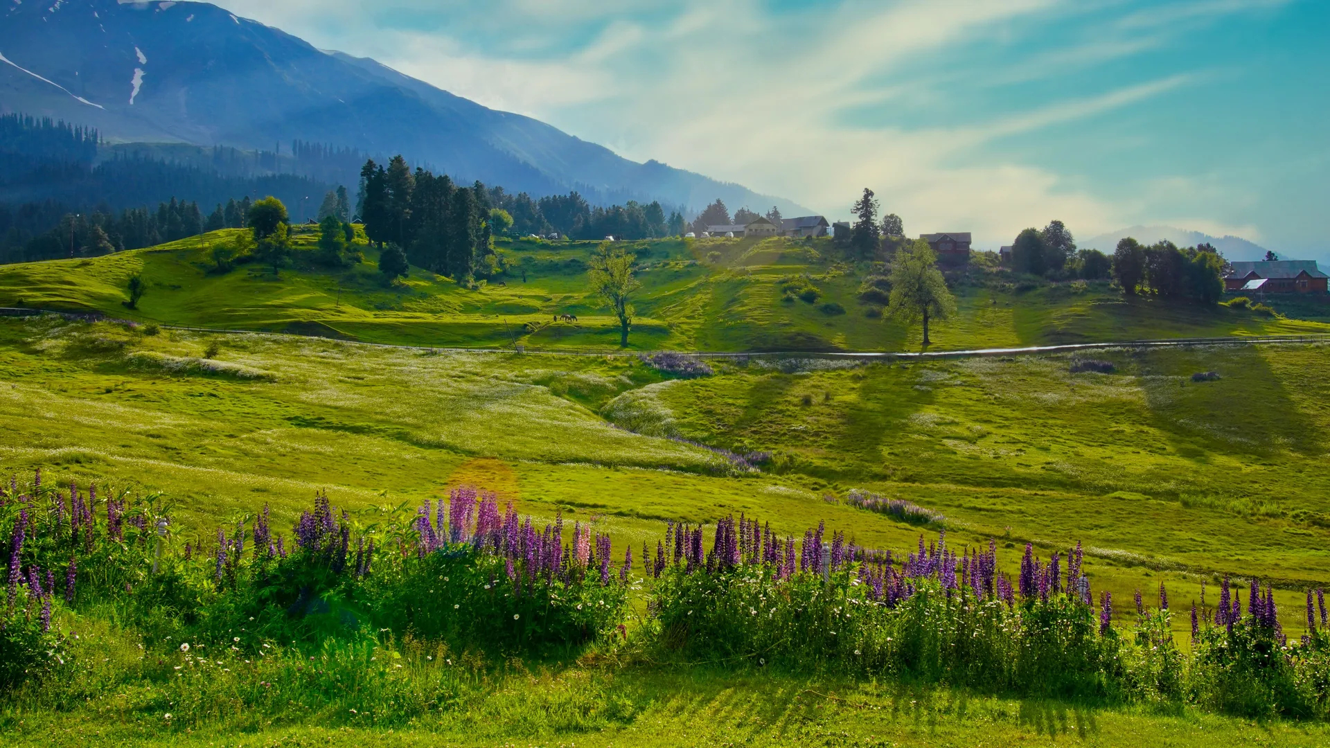 Purple lupins in a green meadow in Kashmir